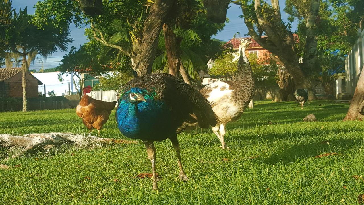 Pousada Pavao Branco Florianópolis Esterno foto