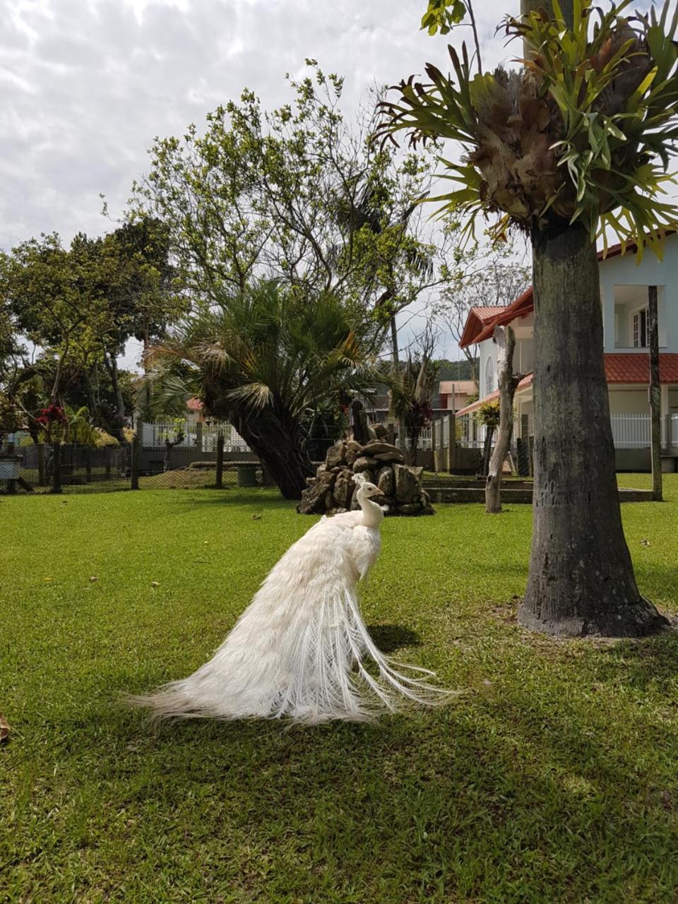 Pousada Pavao Branco Florianópolis Esterno foto